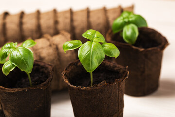 Close-up with selective focus sprout of basil plants seedlings in biodegradable pots. Peat pots in soft focus in background. Home gardening.