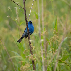 Colorful indigo bunting