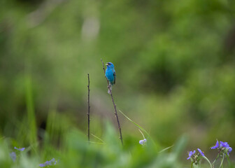 Colorful indigo bunting