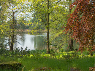 Lake Dowesee, Braunschweig in May, green trees, grass, ferns. Landscape, nature, environmental protection. Nature in spring.