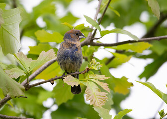 non-breeding blue grosbeak