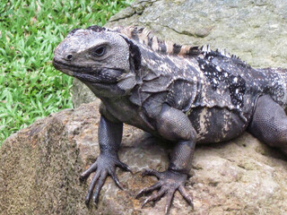 Black Iguana in Roatan, Honduras. 