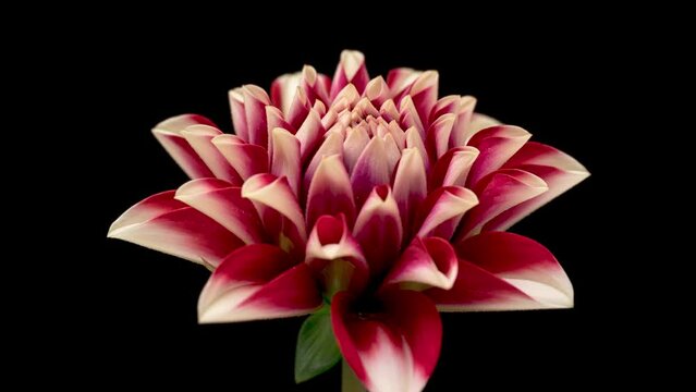 4K Time Lapse of blooming red and white Dahlia. Timelapse of growing and opening beautiful flower isolated on black background. Time-lapse close-up.
