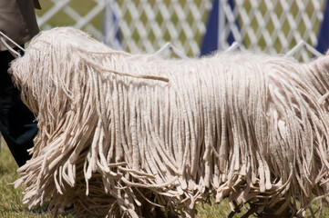 Komondor with white fur draping to the ground at a dog show