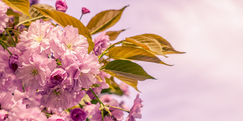Blooming sakura tree with pink flowers against the sky. Beautiful pink sakura flowers against the sky. Selective focus.