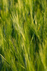 green spikelets of wheat on the field.