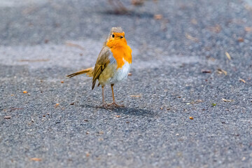Close-up of robin bird perching on ground