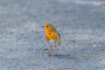 Close-up of robin bird perching on ground
