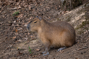 Capybara - Hydrochoerus hydrochaeris, portrait of giant rodent from South American savannas, swamps and grasslands, Gamboa, Panama.