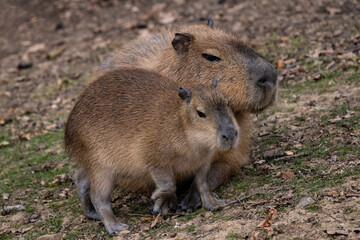 Capybara - Hydrochoerus hydrochaeris, portrait of giant rodent from South American savannas, swamps and grasslands, Gamboa, Panama.