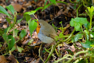 Close-up of robin bird perching on ground