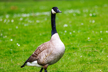 Fototapeta premium Canada Goose walking in the grass