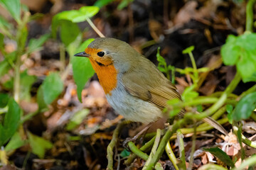 Close-up of robin bird perching on ground