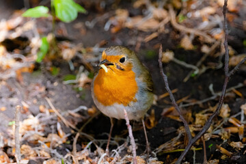 Close-up of robin bird perching on ground