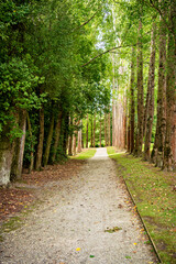 Fototapeta premium wide gravel path between tall deciduous trees, queens park, Invercargill