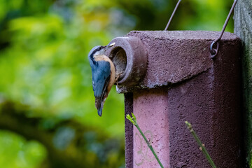 Nuthatch (Sitta europaea) Eurasian nuthatch bird perching, close up bird photo with blurry background, common wood and garden bird