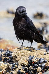 Crow looking at mussel