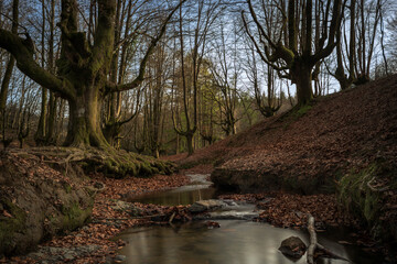 route through the countryside, river bed in the beech forest. Route, relax in the countryside, family plan.
