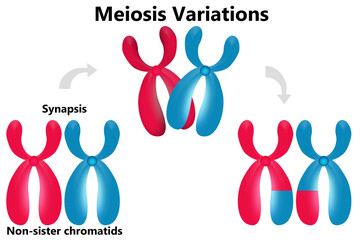 Diagram of Meiosis Variations and duplication