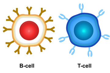 Cell of adaptive immune system