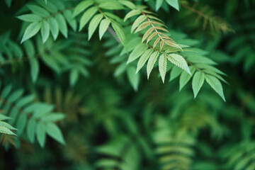 Sorbaria sorbifolia, the leaves of shrub. Green background, the plant in the nature with copy space. High quality photo