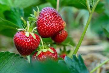 Red strawberries on a bush close-up