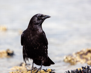 Crow looking right