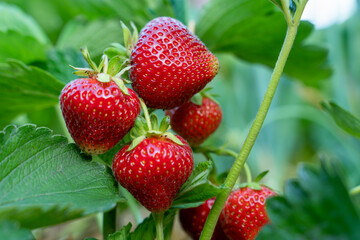 Red strawberries on a bush close-up