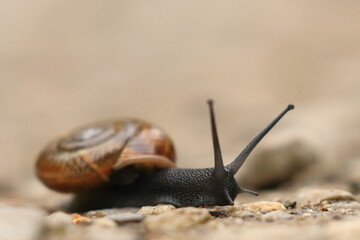 Snail on the ground, view from ground perspective