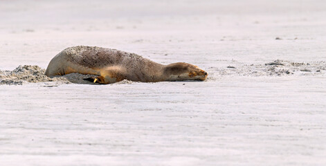 New Zealand sea lion sleeping on wide sandy beach