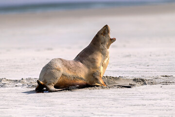 New Zealand sea lion screaming with mouth wide open