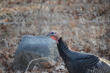 male country vulture