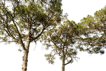 crowns of maritime pines