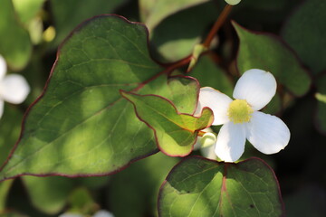 heart leaf03