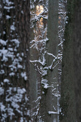 las zimą z białym śniegiem na ziemi i pniach