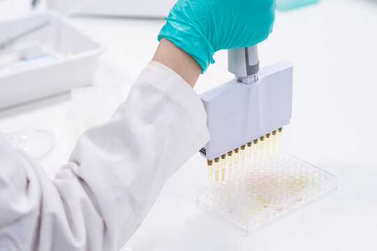 Utilizing a multichannel pipette dispenser, lab worker fills microplates for analytical research. 