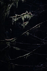 detale leśnego krajobrazu z zielonym mchem