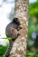 Endangered monkey on a clean tree trunk gazing at the green tropical rainforest