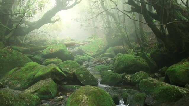 magical moss forest with a stream and stones, foggy dark mysterious woods, lush vegetation in humid forest