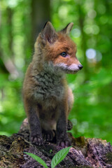 Red fox, vulpes vulpes, small young cub in forest on tree stump. Wildlife scene from nature