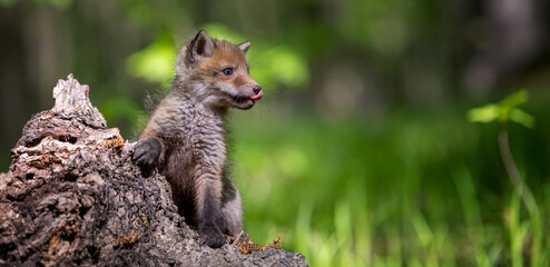 Red fox, vulpes vulpes, small young cub in forest on tree stump. Wildlife scene from nature