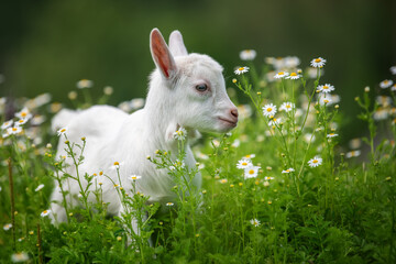 Baby goat standing on green grass with white flowers - 602978053