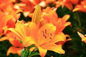 Fototapeta premium Mid-century Lily or Species Lilium or Morning Star Lily or Salisbury's Lily flowers with raindrops 