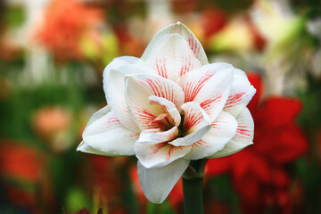 blooming Dutch Amaryllis or Knight's Star Lily or South African Amaryllis flowers,close-up of white with red flower blooming in the garden 