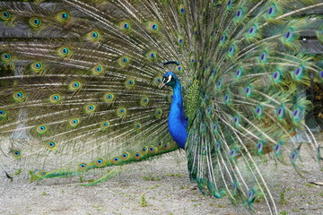Obraz premium Male blue peacock during courtship displaying his magnificent plumage (Pavo cristatus) Phasianidae family. Hanover - Burg, Germany.