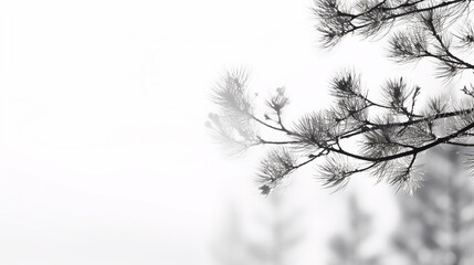 Gray shadow of natural pine tree brunch on a white wall. Abstract nature concept blurred background. Space for text. Overlay effect for photo, posters, stationary, wall art, design.  Generative AI