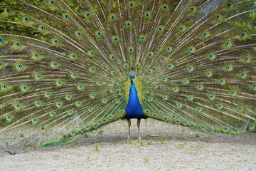 Obraz premium Male blue peacock during courtship displaying his magnificent plumage (Pavo cristatus) Phasianidae family. Hanover - Burg, Germany.