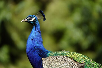 Colorful plumage from Blue Peafowl male (Pavo cristatus) Phasianidae family. Hanover - Burg,...