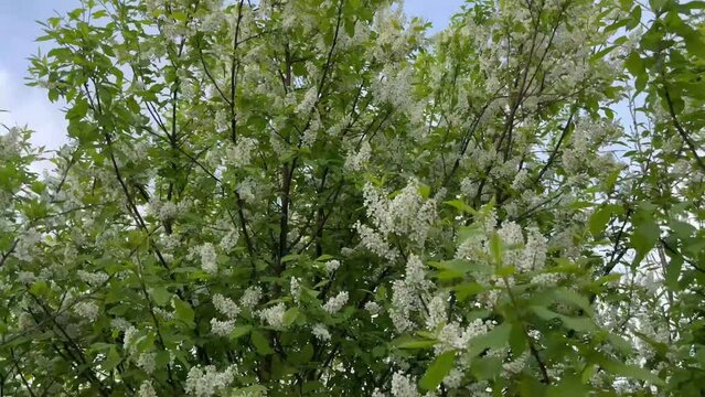 Blossoming bird-cherry tree