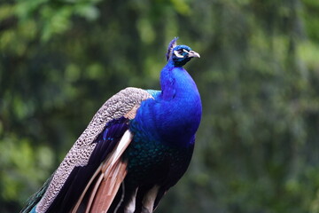 Obraz premium Colorful plumage from Blue Peafowl male (Pavo cristatus) Phasianidae family. Hanover - Burg, Germany.